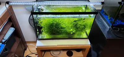 Christmas moss. take all $40, Voir plus