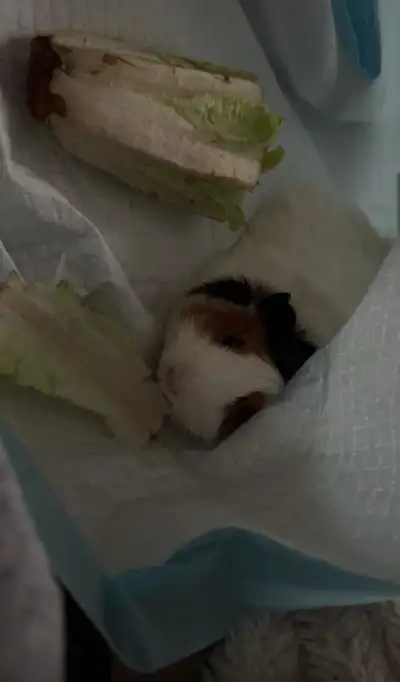 free Guinea pig, View more