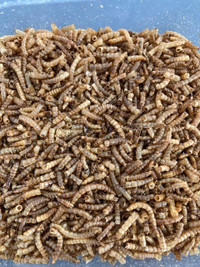 High Quality Mealworms