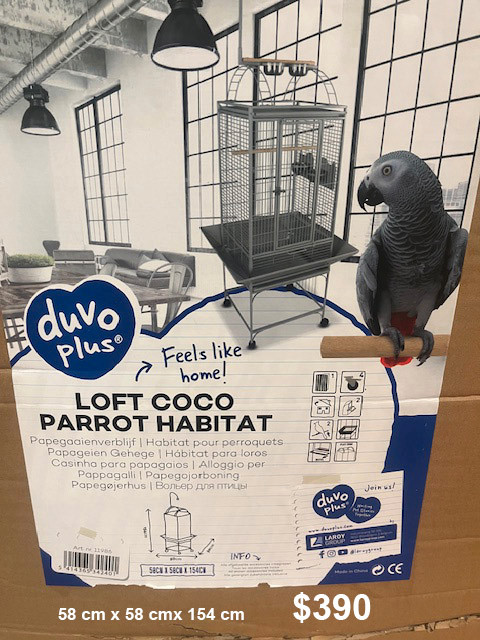 Baby African Grey Parrot  $3800 Bébé Perroquets Gris D'Afrique dans Oiseaux à adopter  à Ville de Montréal - Image 3