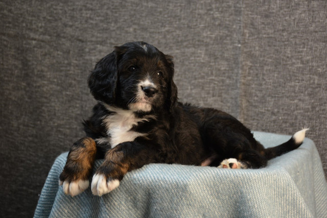 Bernedoodle Puppies in Dogs & Puppies for Rehoming in Portage la Prairie - Image 2