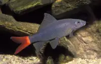 Labéo bicolore (requin a queu rouge)