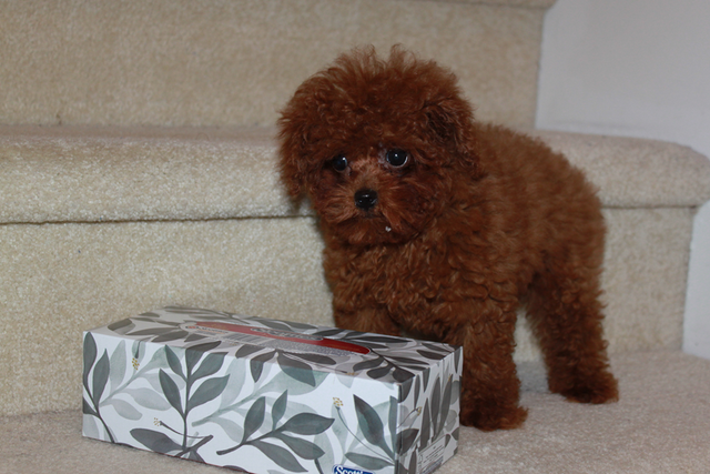 Adorable tiny TEA  teddy face red poodle puppies in Dogs & Puppies for Rehoming in Richmond - Image 6