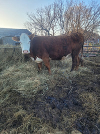 Bred cow for sale