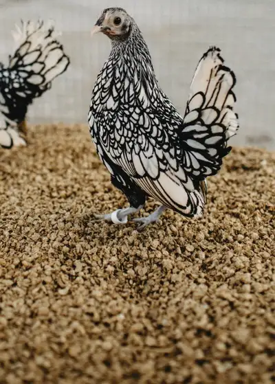 Straw Boss Premium Chicken Coop Bedding Chicken keepers favourite poultry bedding choice! Easy to ke...