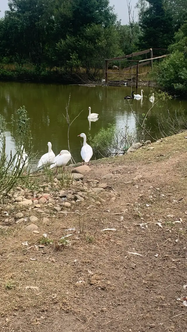 Exotic waterfowl in Livestock in Owen Sound - Image 3