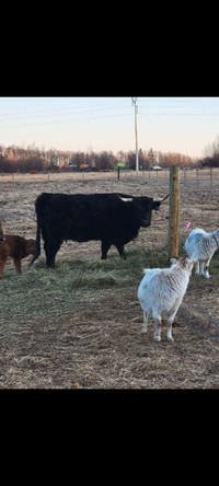 Hyland-Dexter heifer and calf pair