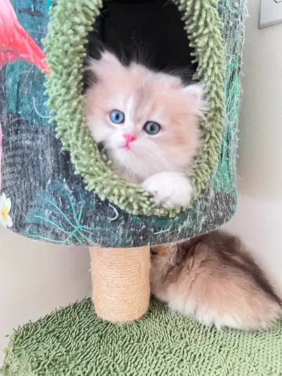 TICA British Kittens/Two Longhair Sisters&Shorthair Brother, View more