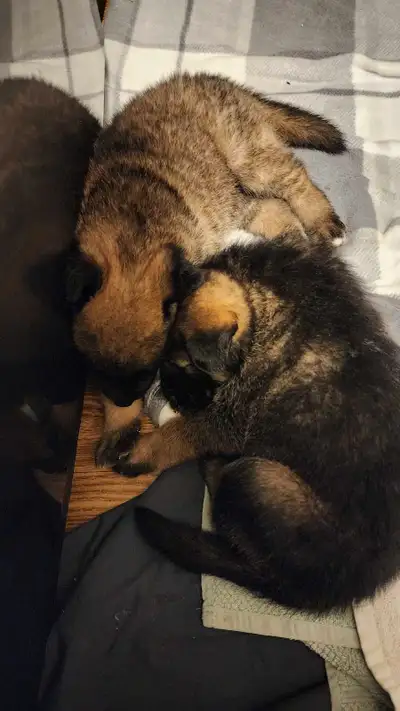 8 beautiful Akita/Sheppard puppies and are ready to go to their forever homes. They are sweet love t...