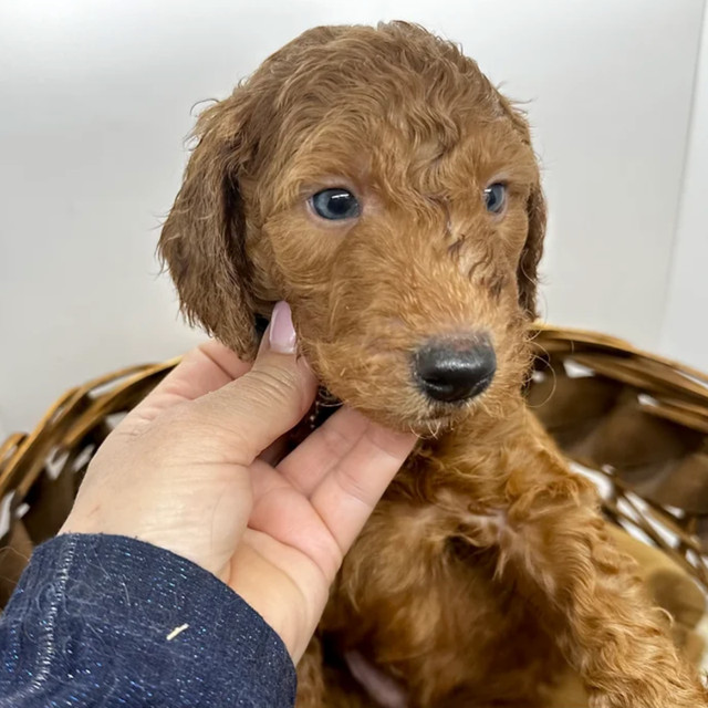 Goldendoodle puppies in Dogs & Puppies for Rehoming in Ottawa - Image 4