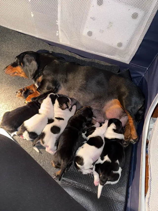 ONLY 3 LEFT!!!!! Mini Dachshund Puppies Available in Dogs & Puppies for Rehoming in City of Toronto - Image 10
