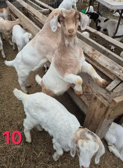 EASTER  KID WETHER GOATS, View more