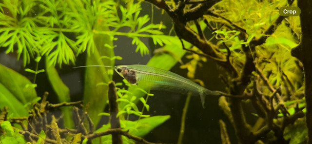 3X Ghost/Glass Catfish in Fish for Rehoming in Ottawa