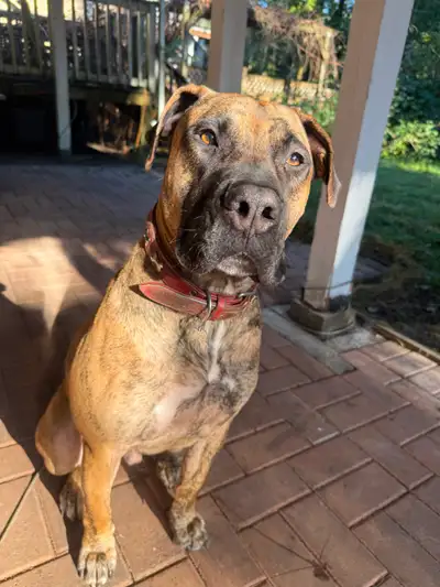 Purebred Presa Canario, View more