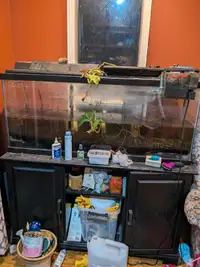 Free fish tank