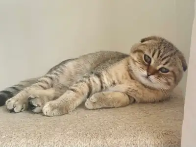 Chaton scottish fold, View more