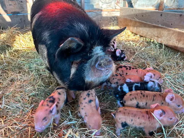 Registered Kune Kune Pigs for Sale in Livestock in Cranbrook - Image 3