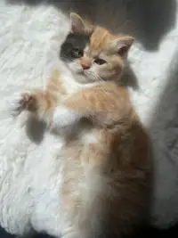 British/scottish mix kittens for adoption!