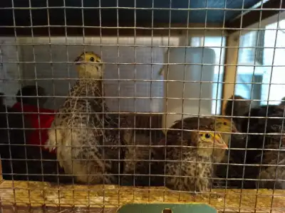 Coturnix Quail  (males $5, females $6), View more