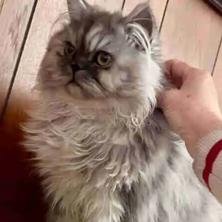 ❤️LOVECATS TICA reg. Cattery:  Persian Himalayans and Himalayans