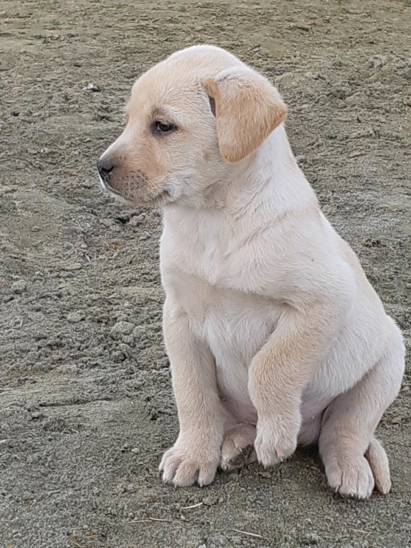 American Labrador puppies Dogs & Puppies for Rehoming Edmonton Kijiji