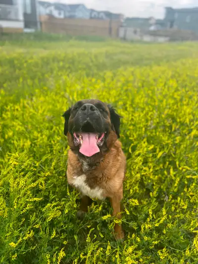 St Bernard mastiff -Loving home & family needed St. Bernard Mastiff – Loving Family Home Needed I’m...