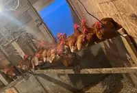Red hens 
