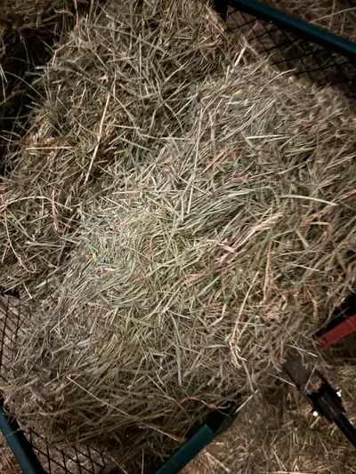 Have some 2024 BOTTOM bales for sale. Mixed grass and alfalfa (approx 25%) Discoloured on bottom, Su...