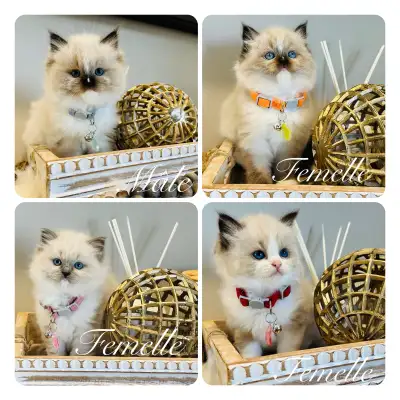 Chatons Ragdoll pure race (très affectueux)❤️mâles et femelles❤️, View more