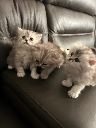 Chatons persans à vendre : 700$ Il reste 1 femelle (2 femelles réservées, 1 mâle réservé) Ils seront...