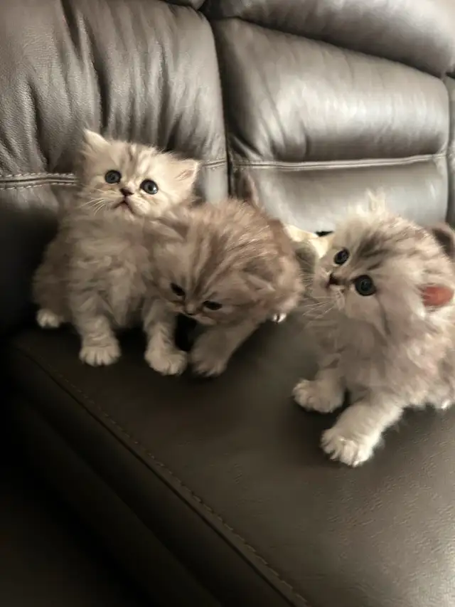 Chaton persans chinchilla à vendre !!! in Cats & Kittens for Rehoming in Laval / North Shore - Image 2