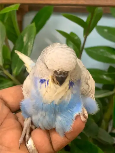 I have some Quality and Beautiful English Budgies to rehome. 4- weeks older (Closed banded 2025) The...