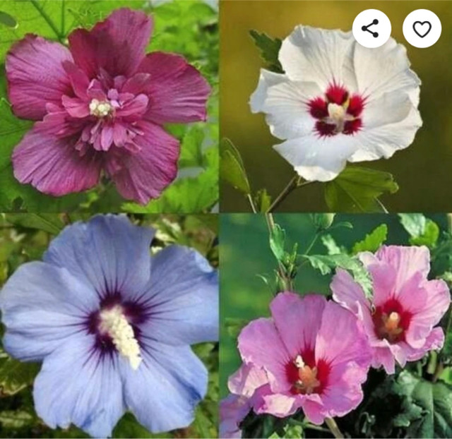 Rose of Sharon shrubs in Plants, Fertilizer & Soil in City of Toronto - Image 4