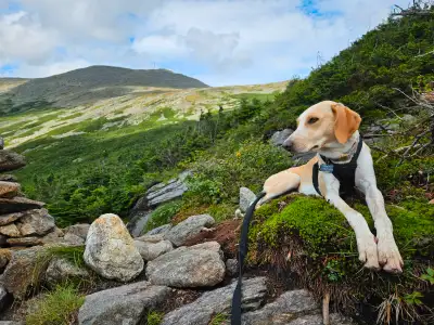 Foxhound/ Portugese Padengo, View more