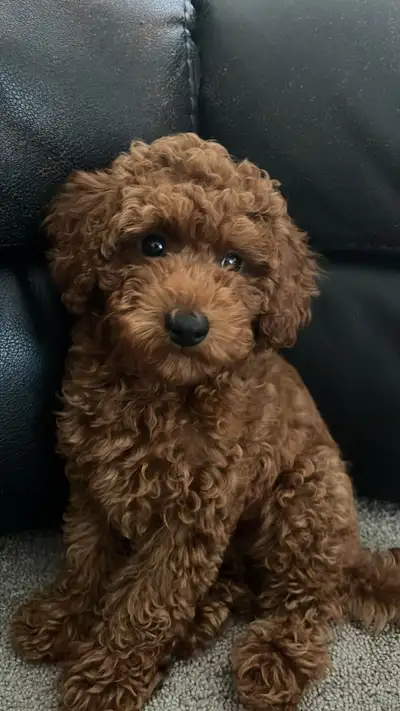 Cute friendly brown toy poodle for sale. 3 month old male poodle. Selling urgently. Includes toys ,...