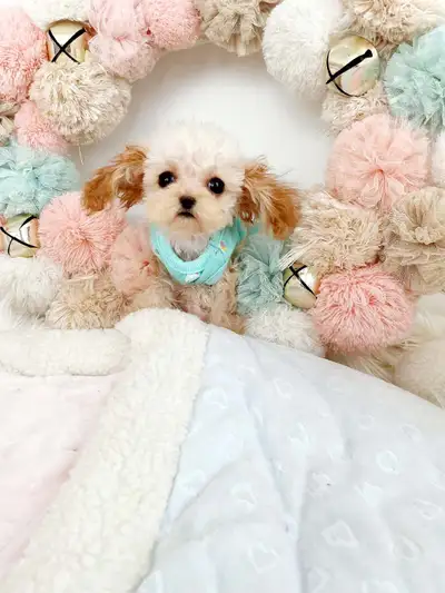 Tiny/Toy Korean blood poodle puppy, View more