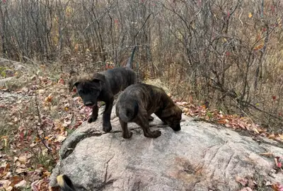 Brindle Rottie Mix Puppies – Strong, Smart, and Stunning, View more