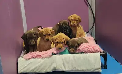 Female labradors ready feb 14th, View more