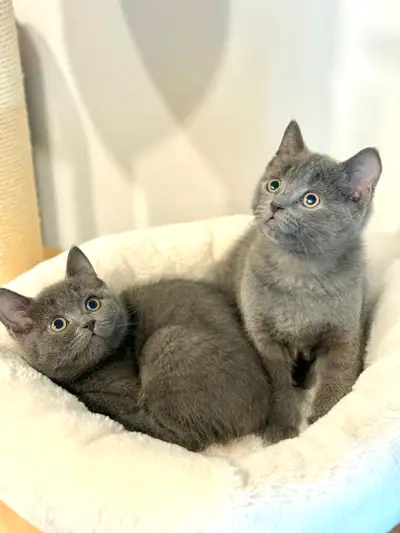 Pure Bred Blue British Shorthair Kittens for Rehoming, View more