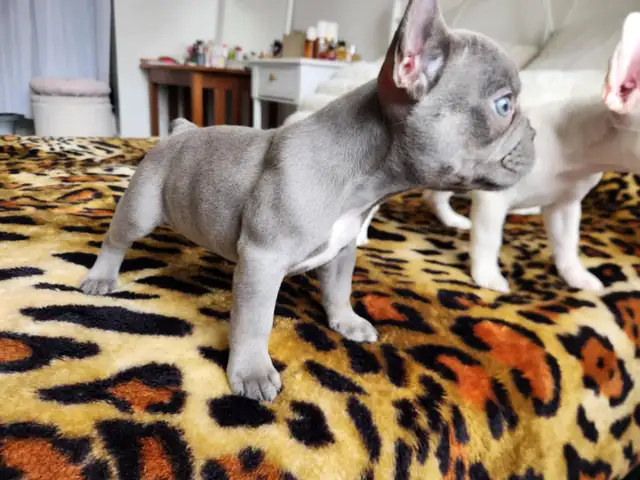 Bouledogues Français, French Bulldog en parfaite santé in Dogs & Puppies for Rehoming in City of Montréal - Image 5