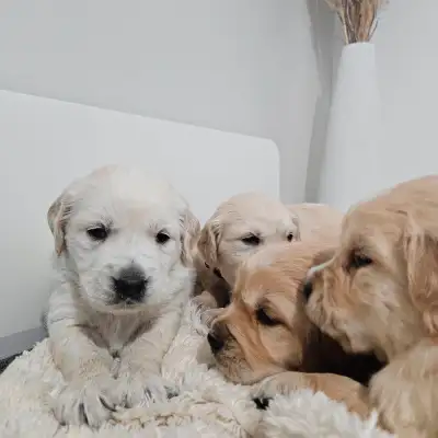 Our Kiara had a beautiful litter of purebred Golden Retriever Puppies. Both Mom and Dad are part of...