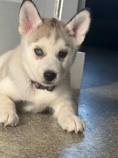 ready to go 1 female Siberian husky one blue eye, View more