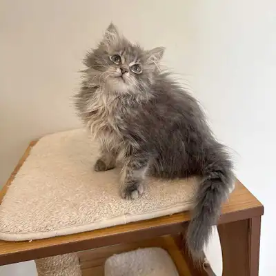 Hi I am looking for a nice family for my beautiful kitten She is super gorgeous and cute Used to eat...
