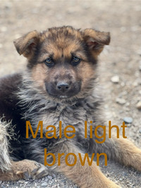 German Shepherd puppies for sale *1 available*