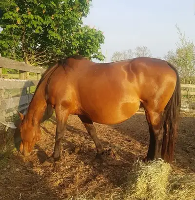 18 year old Trakehner mare in foal, View more