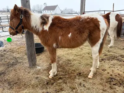 Yearling Gelding, View more