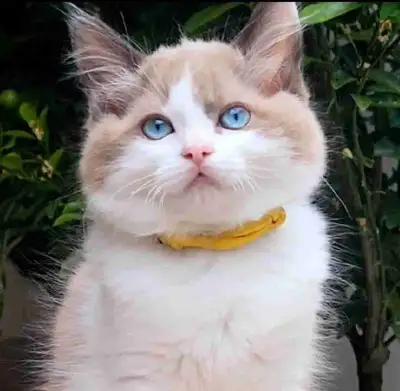 Aqua-Eyed Cherubim Ragdoll Kitten | Extremely Affectionate |, View more