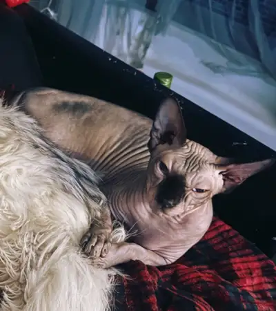 Chat Sphinx mâle 1 ans 8 mois, View more