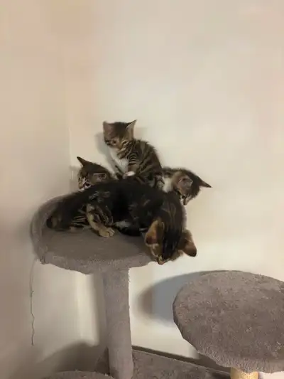 Bengal Mix Kittens, View more