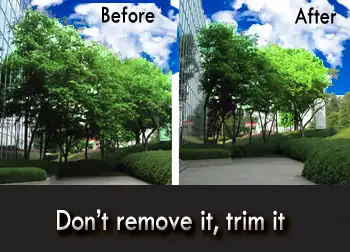 ABOVE ALL TREE SERVICES - CERTIFIED ARBORISTS ✅ (204) 898-2444 in Lawn, Tree Maintenance & Eavestrough in Winnipeg - Image 8